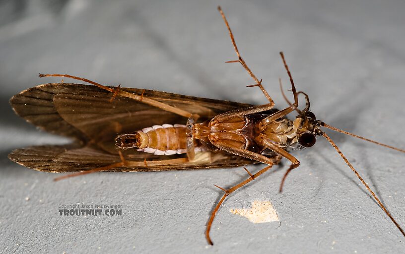 Male Hydropsyche (Spotted Sedges) Caddisfly Adult from the Henry's Fork of the Snake River in Idaho