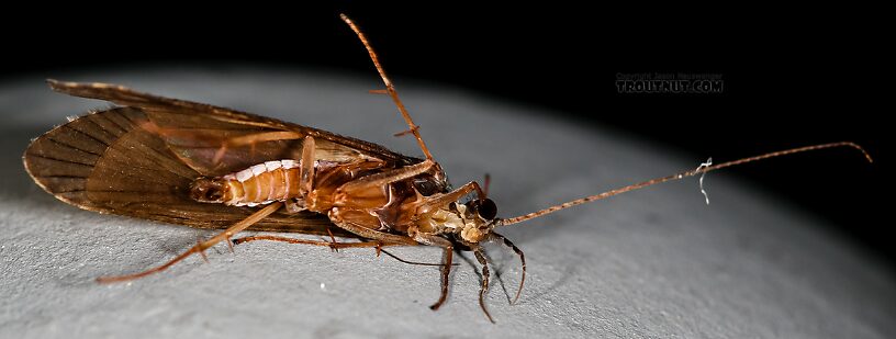 Male Hydropsyche (Spotted Sedges) Caddisfly Adult from the Henry's Fork of the Snake River in Idaho