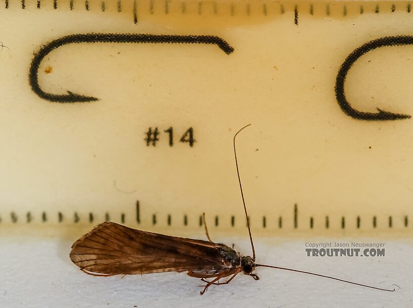 Male Hydropsyche (Spotted Sedges) Caddisfly Adult from the Henry's Fork of the Snake River in Idaho