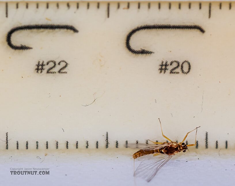 Female Baetis tricaudatus (Blue-Winged Olive) Mayfly Spinner from the Henry's Fork of the Snake River in Idaho