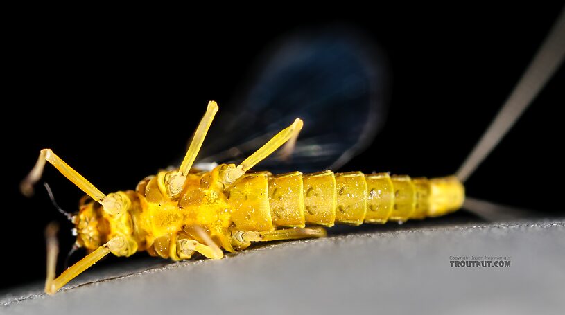 Female Baetis tricaudatus (Blue-Winged Olive) Mayfly Spinner from the Henry's Fork of the Snake River in Idaho