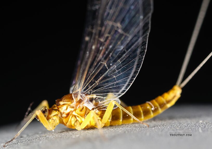 Female Baetis tricaudatus (Blue-Winged Olive) Mayfly Spinner from the Henry's Fork of the Snake River in Idaho