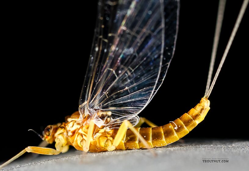 Female Baetis tricaudatus (Blue-Winged Olive) Mayfly Spinner from the Henry's Fork of the Snake River in Idaho