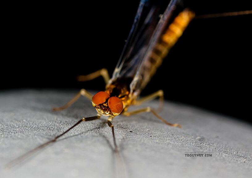 Male Ephemerella excrucians (Pale Morning Dun) Mayfly Spinner from the Henry's Fork of the Snake River in Idaho