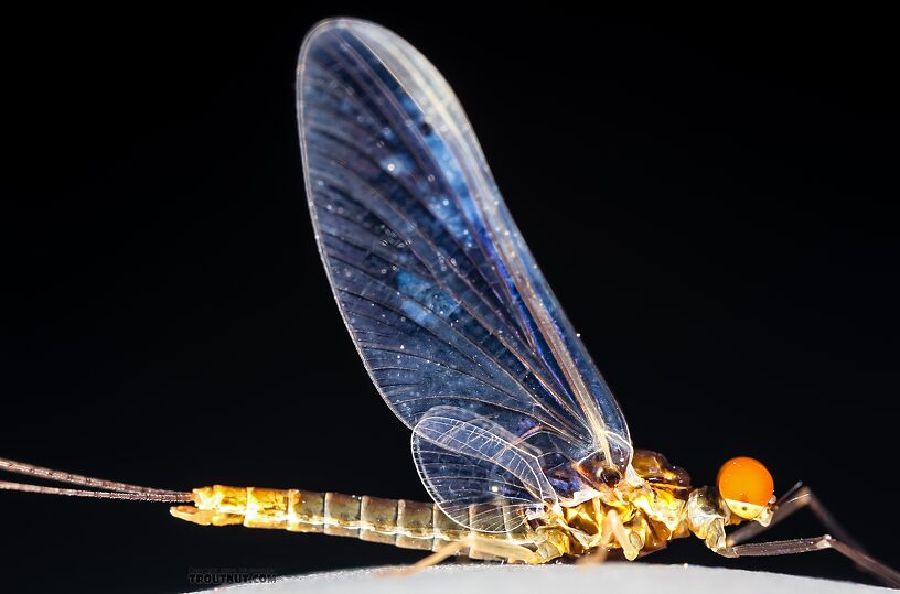 Male Ephemerella excrucians (Pale Morning Dun) Mayfly Spinner from the Henry's Fork of the Snake River in Idaho