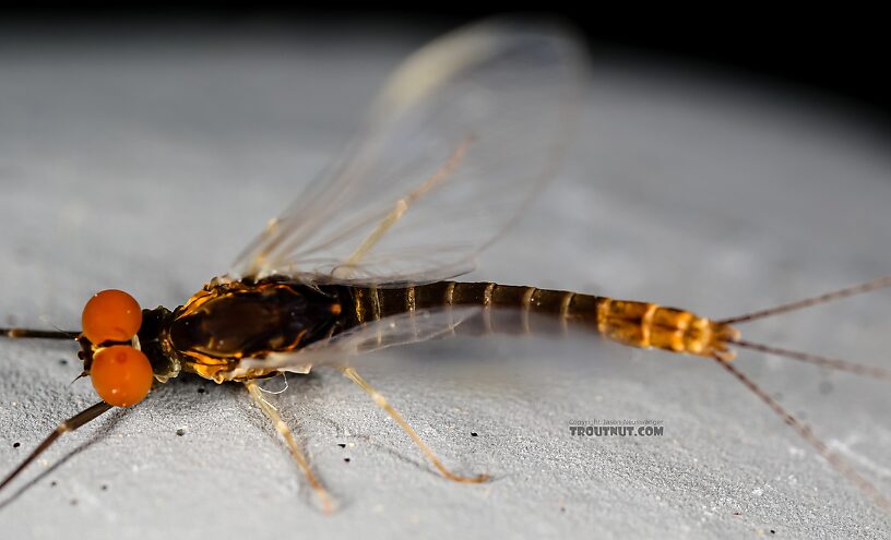 Male Ephemerella excrucians (Pale Morning Dun) Mayfly Spinner from the Henry's Fork of the Snake River in Idaho