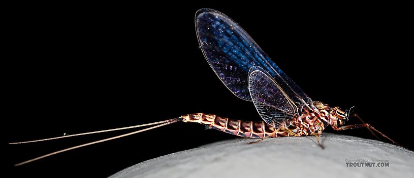 Female Siphlonurus occidentalis (Gray Drake) Mayfly Spinner from the Henry's Fork of the Snake River in Idaho