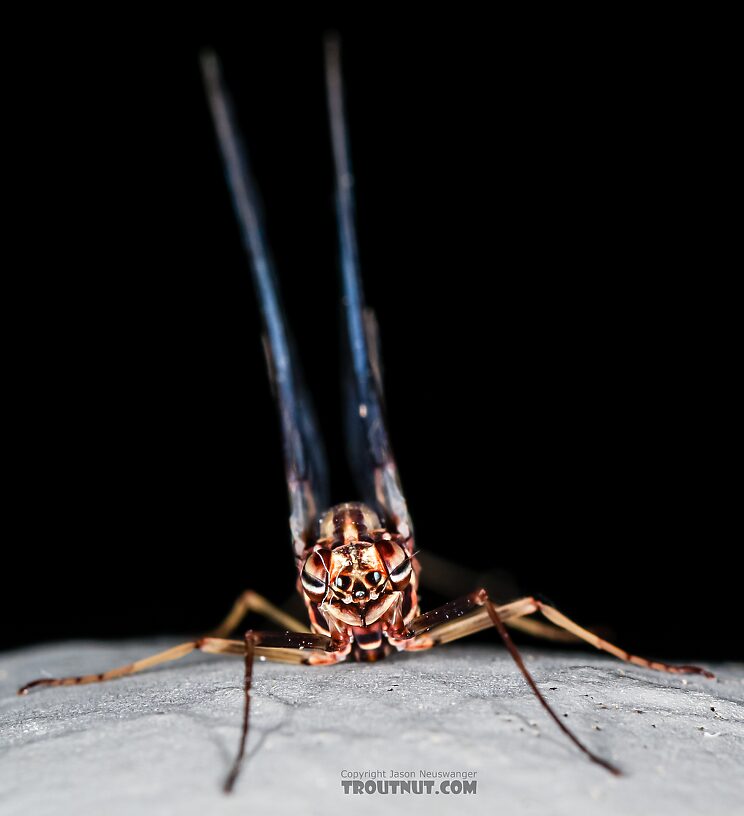 Female Siphlonurus occidentalis (Gray Drake) Mayfly Spinner from the Henry's Fork of the Snake River in Idaho