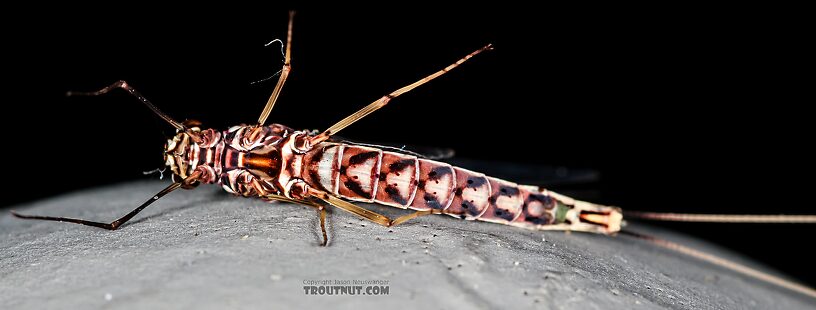 Female Siphlonurus occidentalis (Gray Drake) Mayfly Spinner from the Henry's Fork of the Snake River in Idaho