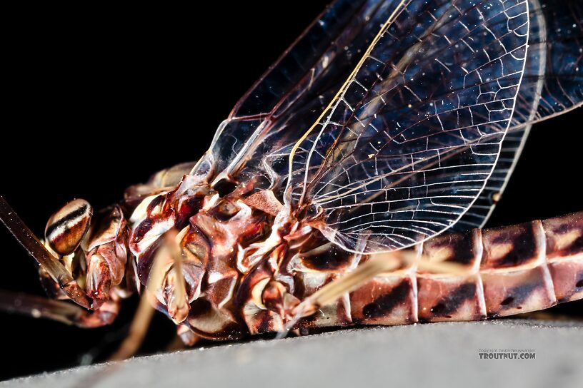 Female Siphlonurus occidentalis (Gray Drake) Mayfly Spinner from the Henry's Fork of the Snake River in Idaho