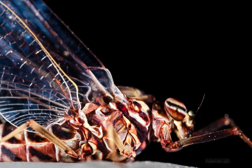 Female Siphlonurus occidentalis (Gray Drake) Mayfly Spinner from the Henry's Fork of the Snake River in Idaho