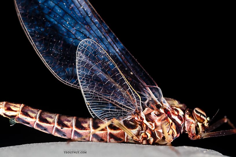 Female Siphlonurus occidentalis (Gray Drake) Mayfly Spinner from the Henry's Fork of the Snake River in Idaho