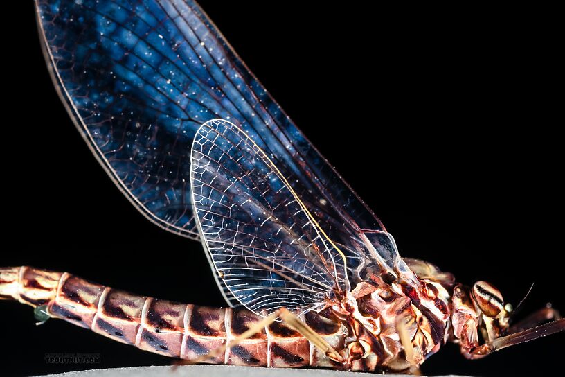 Female Siphlonurus occidentalis (Gray Drake) Mayfly Spinner from the Henry's Fork of the Snake River in Idaho