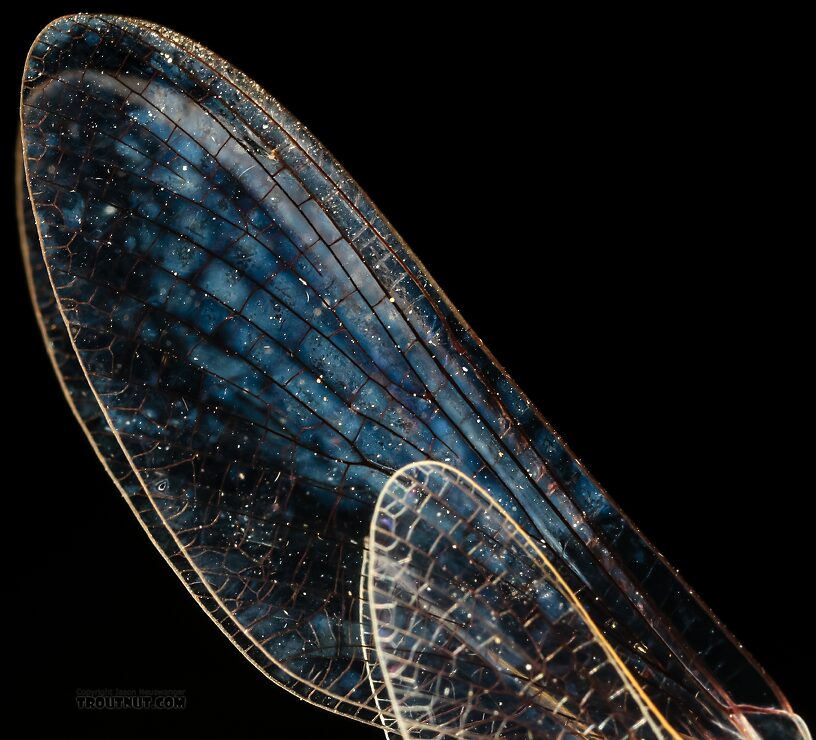 Female Siphlonurus occidentalis (Gray Drake) Mayfly Spinner from the Henry's Fork of the Snake River in Idaho