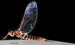 Female Acerpenna pygmaea (Tiny Blue-Winged Olive) Mayfly Spinner