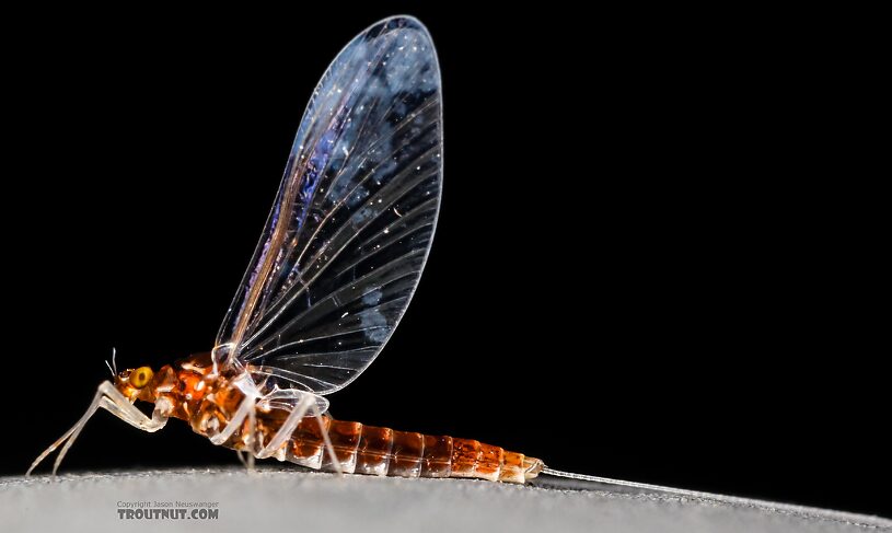 Female Acerpenna pygmaea (Tiny Blue-Winged Olive) Mayfly Spinner from the Henry's Fork of the Snake River in Idaho