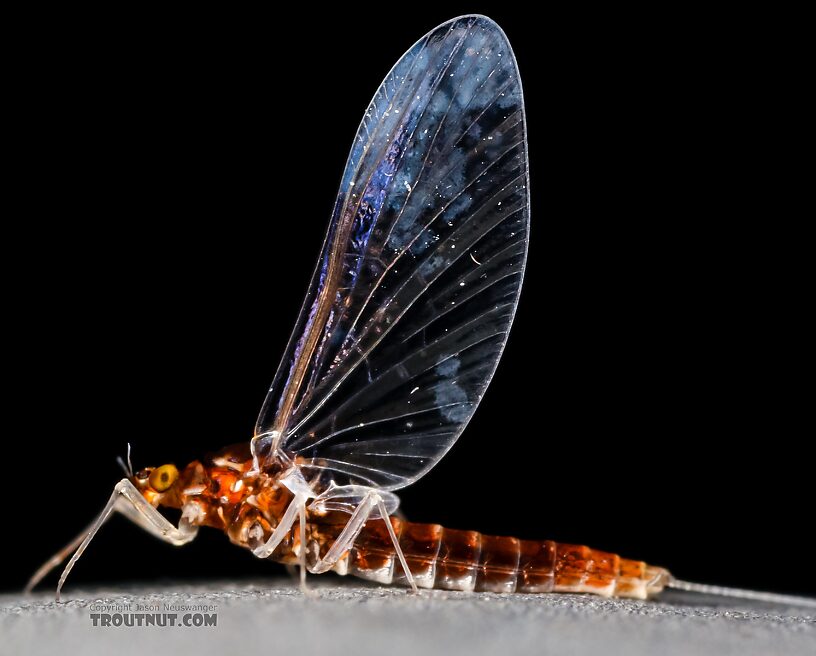 Female Acerpenna pygmaea (Tiny Blue-Winged Olive) Mayfly Spinner from the Henry's Fork of the Snake River in Idaho