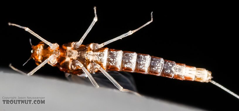 Female Acerpenna pygmaea (Tiny Blue-Winged Olive) Mayfly Spinner from the Henry's Fork of the Snake River in Idaho