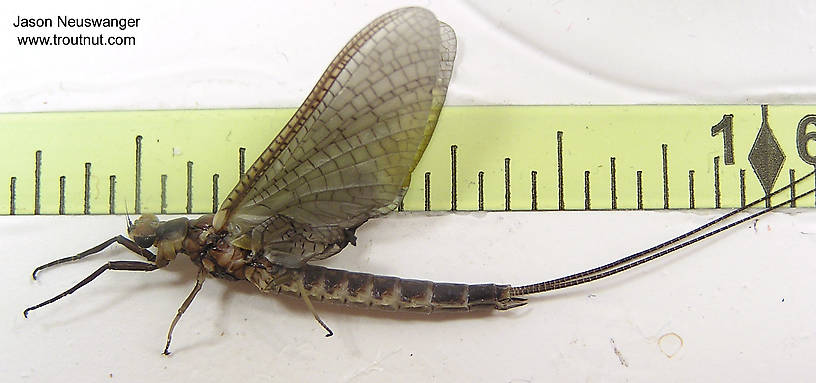 Male Hexagenia limbata (Hex) Mayfly Dun from unknown in Wisconsin