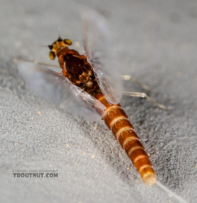 Female Acerpenna pygmaea (Tiny Blue-Winged Olive) Mayfly Spinner from the Henry's Fork of the Snake River in Idaho