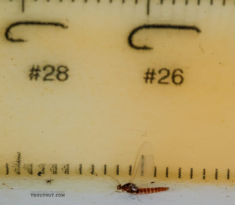 Female Acerpenna pygmaea (Tiny Blue-Winged Olive) Mayfly Spinner from the Henry's Fork of the Snake River in Idaho