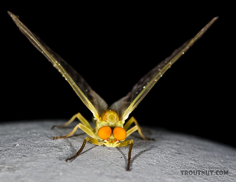 Male Ephemerella excrucians (Pale Morning Dun) Mayfly Dun from the Henry's Fork of the Snake River in Idaho