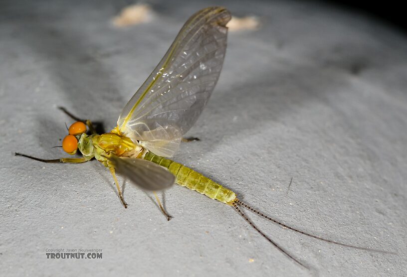 Male Ephemerella excrucians (Pale Morning Dun) Mayfly Dun from the Henry's Fork of the Snake River in Idaho