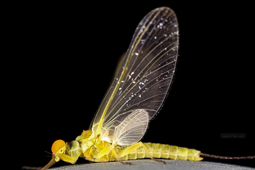 Male Ephemerella excrucians (Pale Morning Dun) Mayfly Dun from the Henry's Fork of the Snake River in Idaho