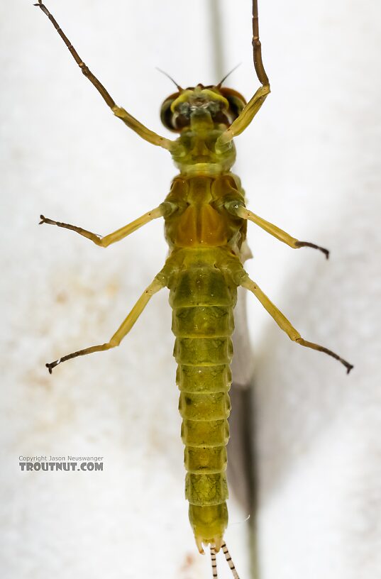 Male Ephemerella excrucians (Pale Morning Dun) Mayfly Dun from the Henry's Fork of the Snake River in Idaho