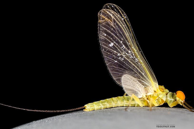 Male Ephemerella excrucians (Pale Morning Dun) Mayfly Dun from the Henry's Fork of the Snake River in Idaho