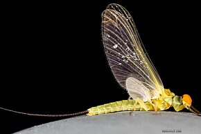 Ephemerella excrucians (Pale Morning Dun) Mayfly Dun