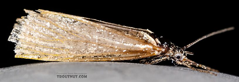 Lepidoptera (Moths) Moth Adult from the Henry's Fork of the Snake River in Idaho