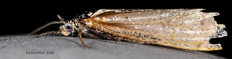 Lepidoptera (Moths) Moth Adult from the Henry's Fork of the Snake River in Idaho