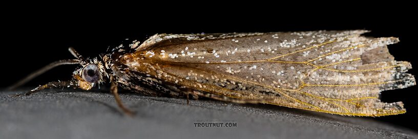 Lepidoptera (Moths) Moth Adult from the Henry's Fork of the Snake River in Idaho