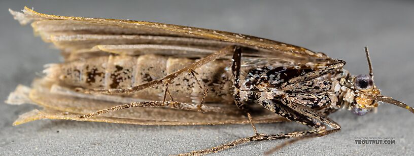 Lepidoptera (Moths) Moth Adult from the Henry's Fork of the Snake River in Idaho