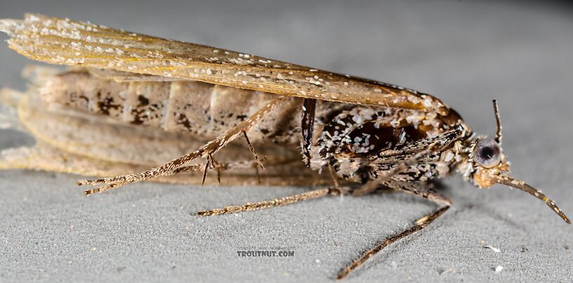 Lepidoptera (Moths) Moth Adult from the Henry's Fork of the Snake River in Idaho