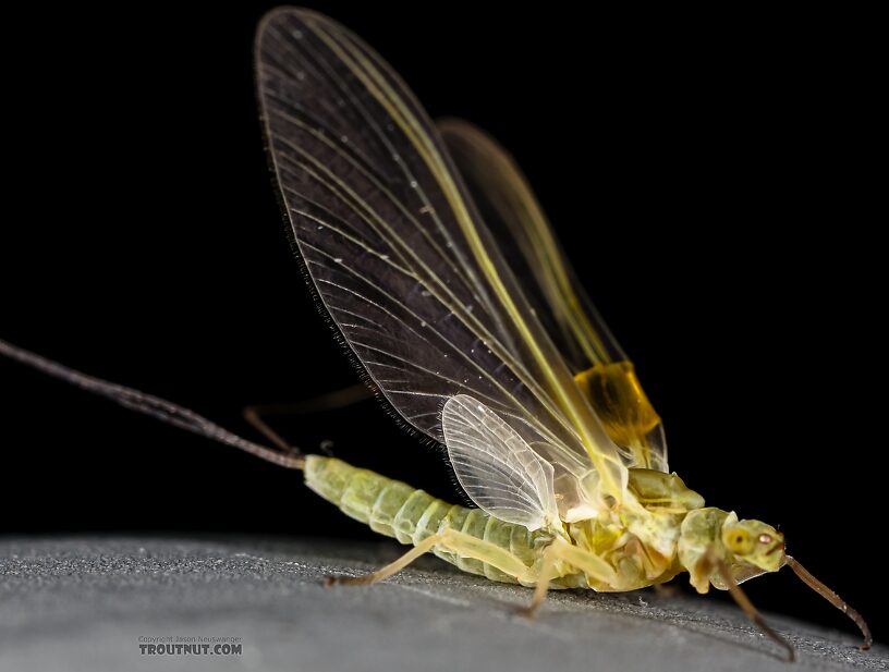 Female Ephemerella excrucians (Pale Morning Dun) Mayfly Dun from the Henry's Fork of the Snake River in Idaho