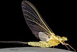 Female Ephemerella excrucians (Pale Morning Dun) Mayfly Dun