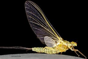 Female Ephemerella excrucians (Pale Morning Dun) Mayfly Dun