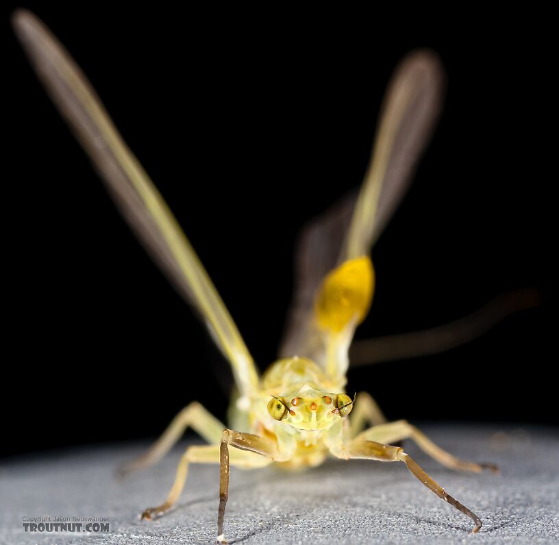 Female Ephemerella excrucians (Pale Morning Dun) Mayfly Dun from the Henry's Fork of the Snake River in Idaho