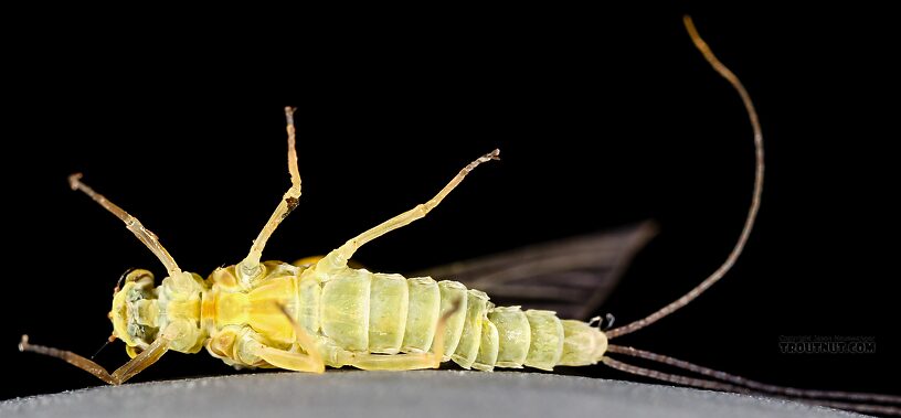 Female Ephemerella excrucians (Pale Morning Dun) Mayfly Dun from the Henry's Fork of the Snake River in Idaho