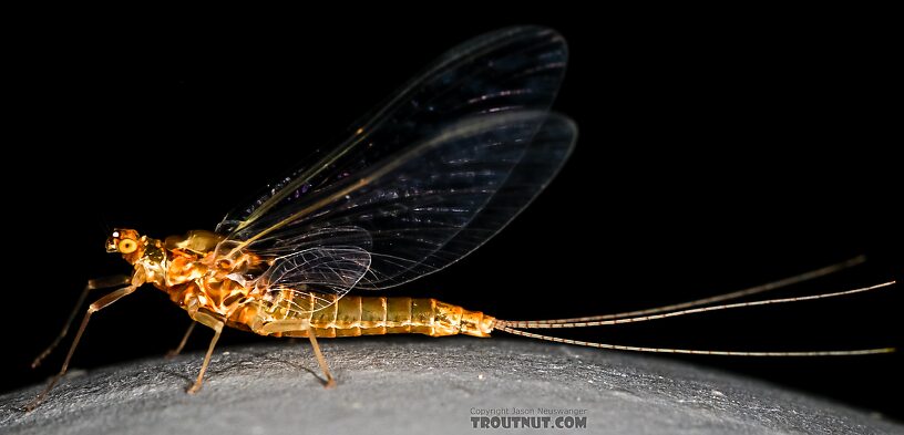 Female Ephemerella excrucians (Pale Morning Dun) Mayfly Spinner from the Henry's Fork of the Snake River in Idaho