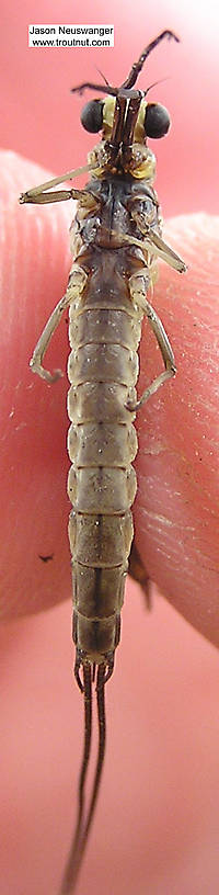 Male Hexagenia limbata (Hex) Mayfly Dun from unknown in Wisconsin