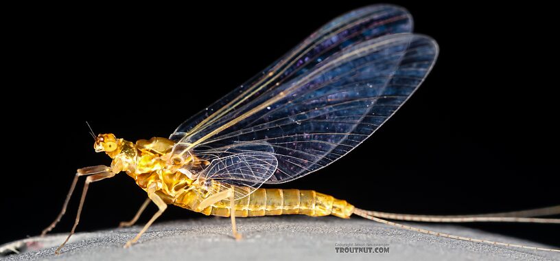 Female Ephemerella excrucians (Pale Morning Dun) Mayfly Spinner from the Henry's Fork of the Snake River in Idaho