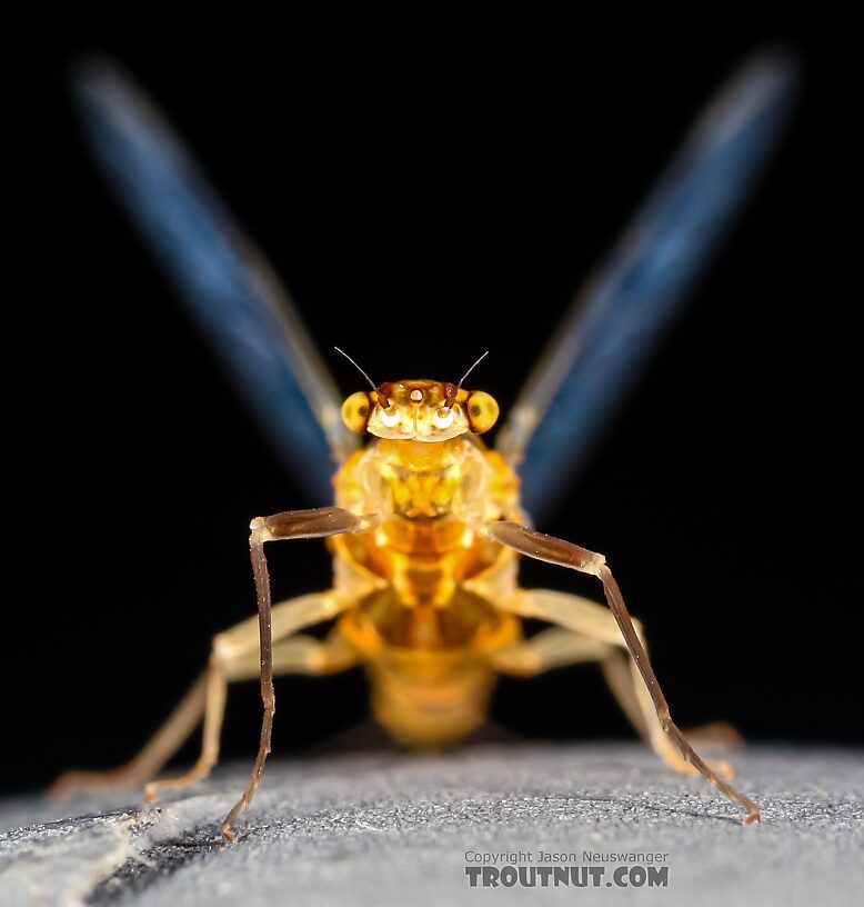 Female Ephemerella excrucians (Pale Morning Dun) Mayfly Spinner from the Henry's Fork of the Snake River in Idaho