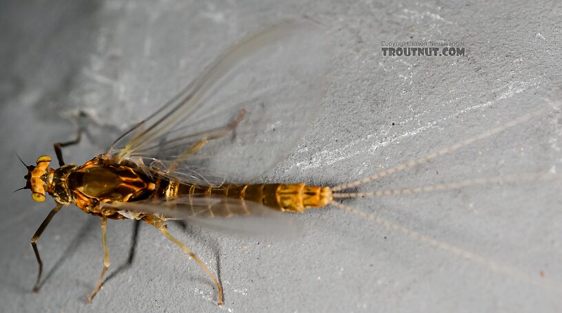 Female Ephemerella excrucians (Pale Morning Dun) Mayfly Spinner from the Henry's Fork of the Snake River in Idaho