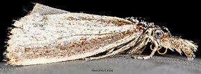 Lepidoptera (Moths) Insect Adult