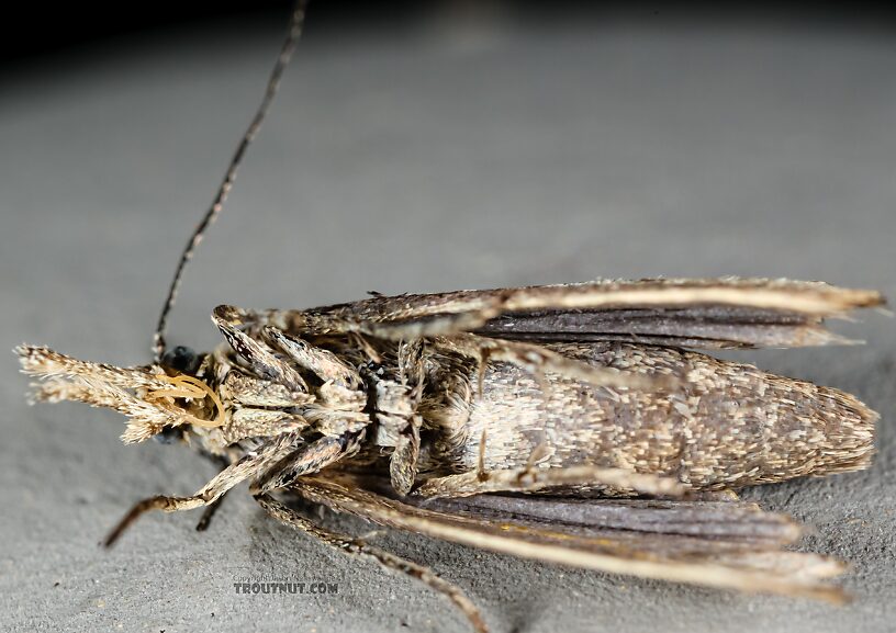 Lepidoptera (Moths) Moth Adult from the Henry's Fork of the Snake River in Idaho