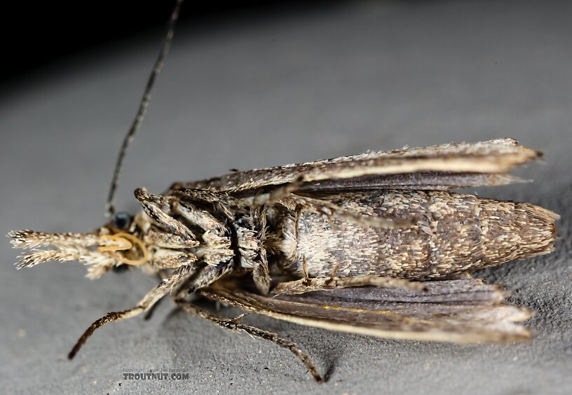 Lepidoptera (Moths) Moth Adult from the Henry's Fork of the Snake River in Idaho