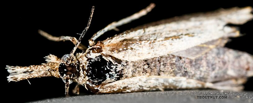 Lepidoptera (Moths) Moth Adult from the Henry's Fork of the Snake River in Idaho